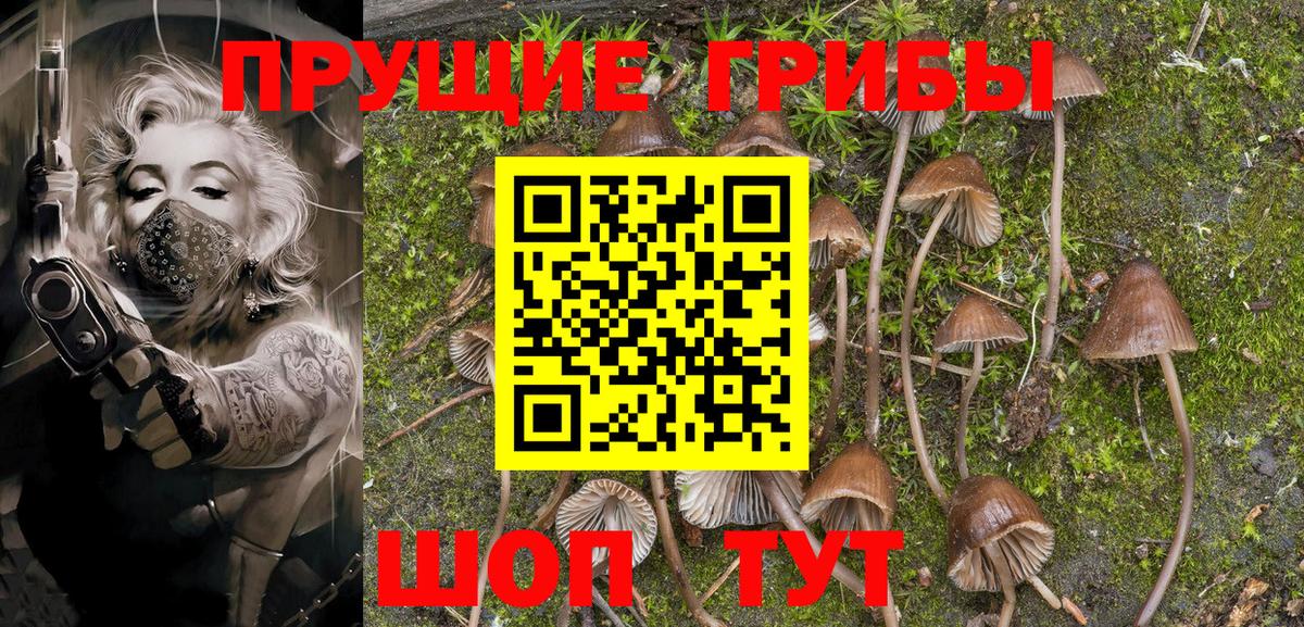 Шатура  Псилоцибиновые грибы Psilocybe  Вход с VPN 